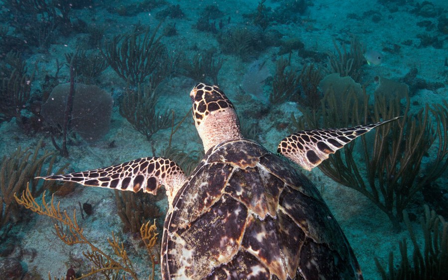 Tortue marine, Reserve Naturelle de Saint-Martin